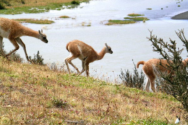Guanacos