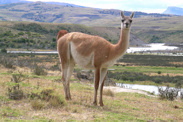 Guanacos