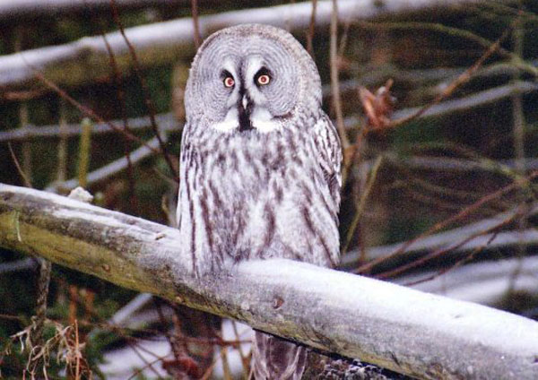 Parco di Skansen - gufo