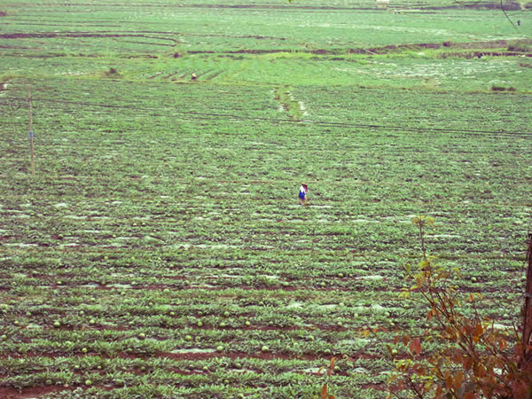 Xishuanbanna, angurie
