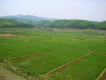 Xishuanbanna, riso